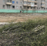 Глава Ноябрьска устроил «разбор полетов» подрядчику, вырубившему деревья на реконструкции дороги - ИА Север-Пресс