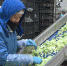 Как сублимированные продукты тюменского предприятия попадают на прилавки магазинов Ямала - ГТРК Ямал