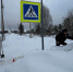 Фото: пресс-служба Госавтоинспекции ЯНАО - Красный Север