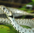 Фото: Dr.Pixel/Shutterstock/Fotodom - Ямал-Медиа