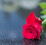Фото: Dragana Gordic/Shutterstock/Fotodom - Ямал-Медиа