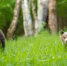 Фото: Branislav Cerven/Shutterstock/Fotodom - Ямал-Медиа