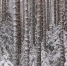 Фото: Grigoriy Pil/Shutterstock/Fotodom - Ямал-Медиа