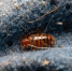 Фото: bedbug/Shutterstock/Fotodom - Ямал-Медиа