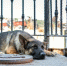 Фото: senturkserkan/Shutterstockl/Fotodom - Ямал-Медиа