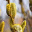Вербное воскресенье в 2026 году: какого числа, что можно и нельзя делать с вербой - ГТРК Ямал