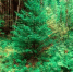 Фото: Tramp57/Shutterstock/Fotodom - Ямал-Медиа