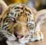 Фото: Iryna Kalamurza/Shutterstock/Fotodom - Ямал-Медиа